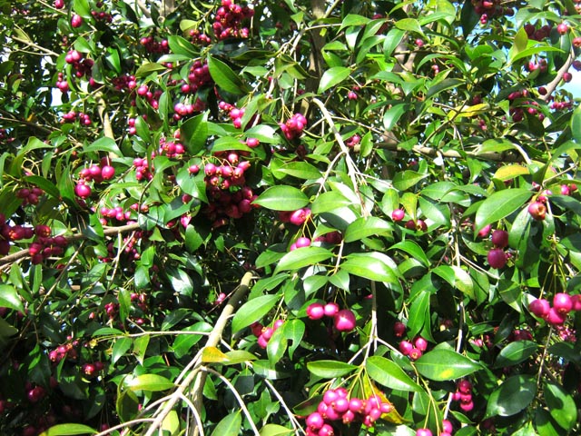 Plusieurs pieds de jamalacs dans la descente