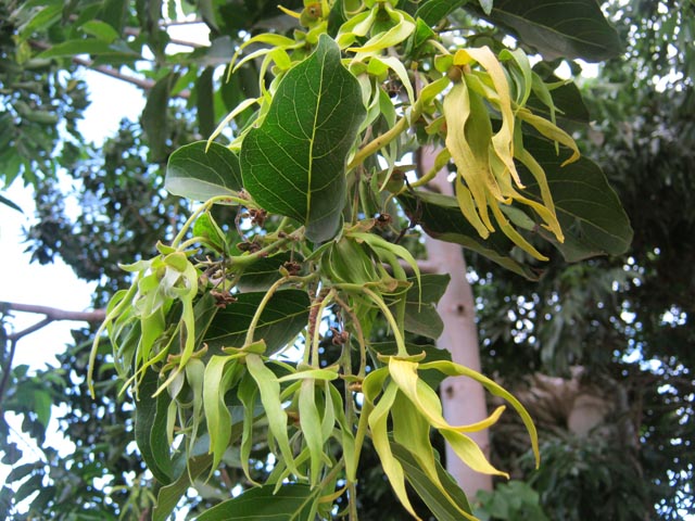 Le pied d'ylang ylang
