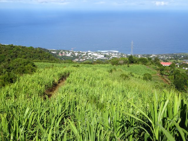 Les Avirons au-dessus des cannes à sucre