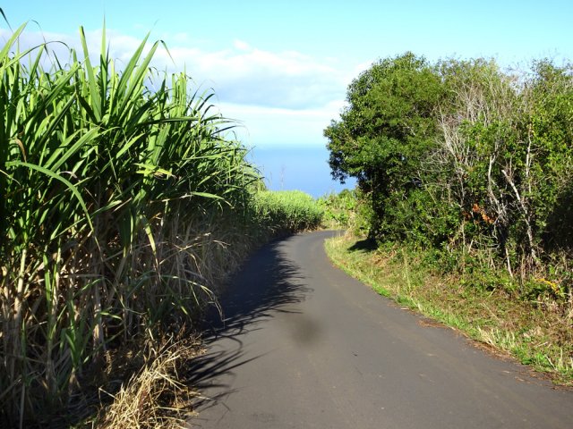 Sympathique descente entre cannes et poivriers