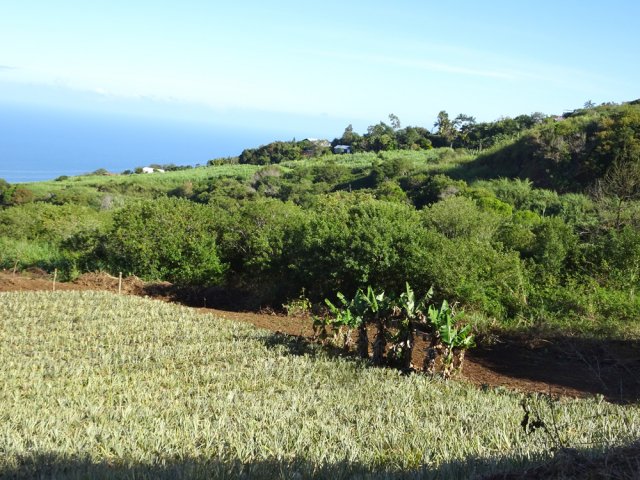Un champ d'ananas