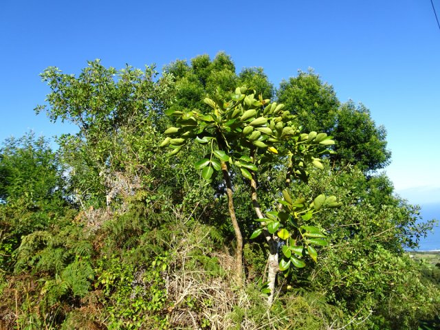 Beau pied de bois de papaye