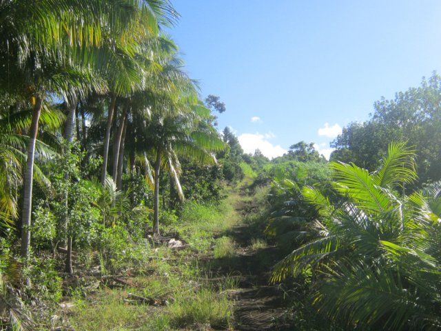 Une des rares pistes qui restent dans la région