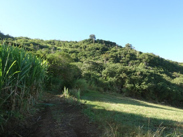 Le Piton Rouge recouvert de .... vert