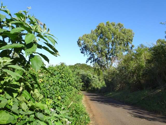 Quelques beaux eucalyptus dans la montée