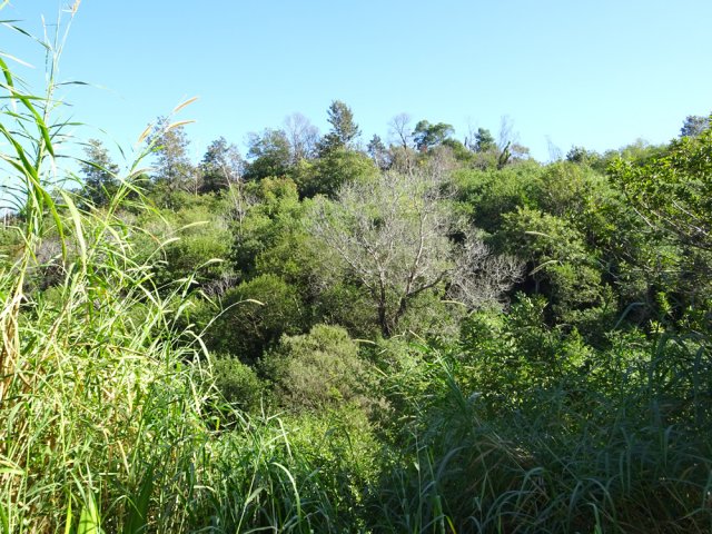 Quelques beaux arbres au milieu des poivriers