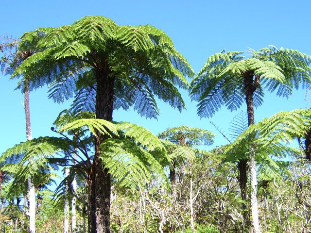 Certaines zones comportent des magnifiques fanjans