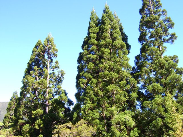 Les cryptomerias du Coteau Monique