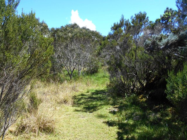 Zone couverte de jeunes tamarins, traversée par un agréable sentier herbeux
