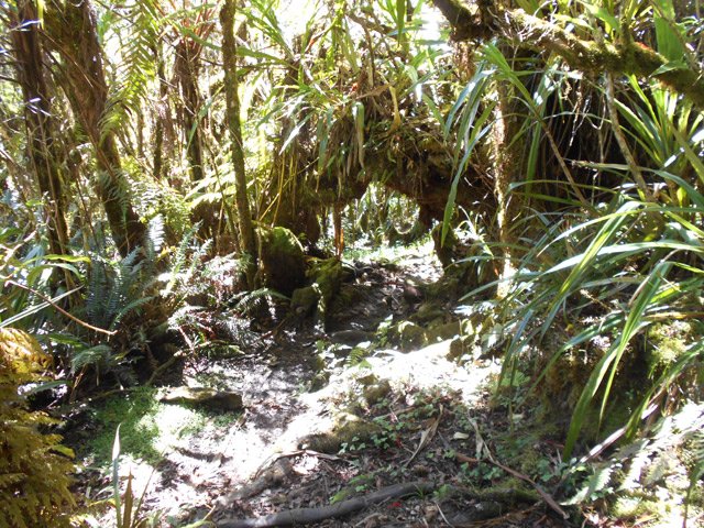 Quelques arches végétales qui imposent de se baisser