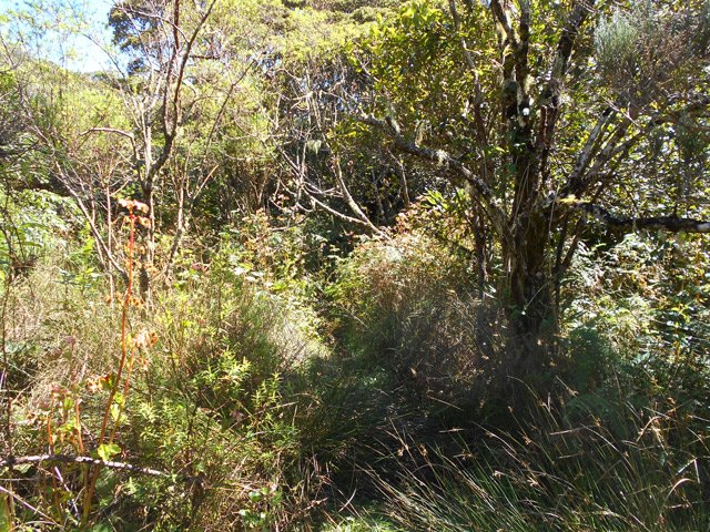 Vers la fin, les parties humides sont recouvertes de joncs