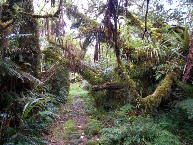 On entre immédiatement dans un univers de mousses et de fougères