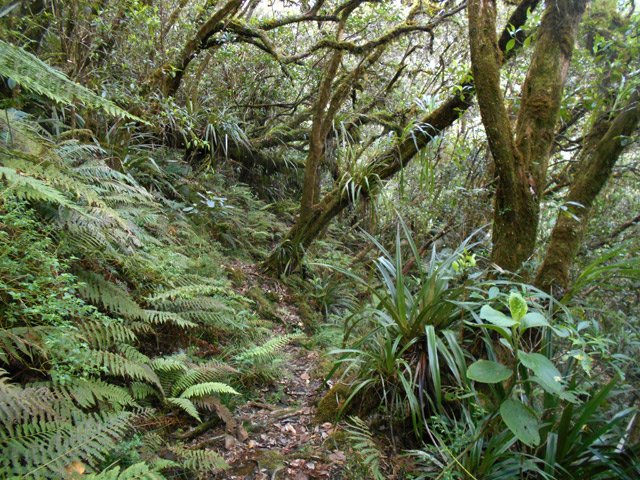 Belle forêt de bois de couleurs après une forte montée qui suit le gué