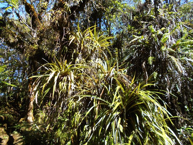 Certains arbres recouverts d'ananas marrons sont méconnaissables