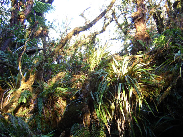 Comme toujours en forêt primaire : des épiphytes partout sur les arbres déjà moussus