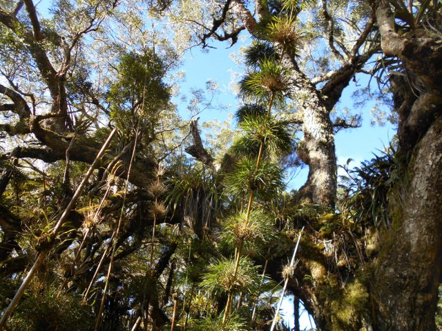 Les tamarins dans les calumets près du sentier qui file à gauche vers la piste