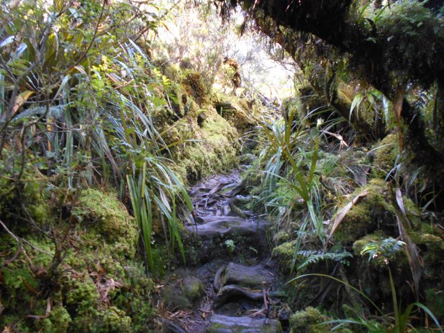 Une portion de sentier couverte de racines glissantes