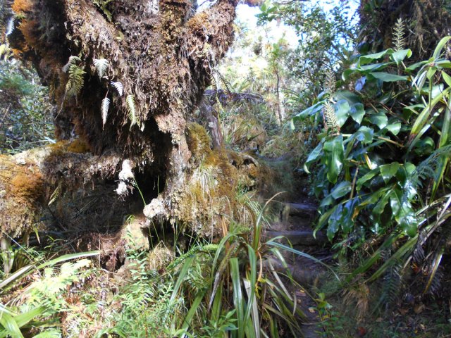 On frôle d'énormes troncs de branles verts centenaires