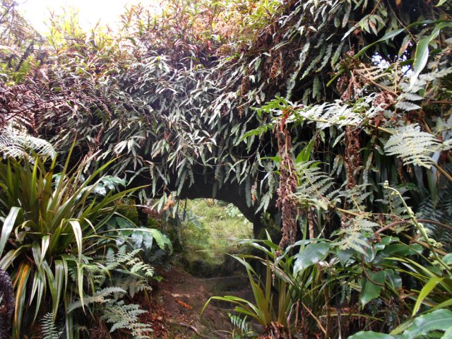 Difficile de distinguer ce tronc de tamarin recouvert de fougères