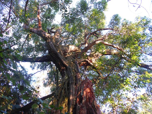 Un autre dont le congénère a été terrassé par un cyclone