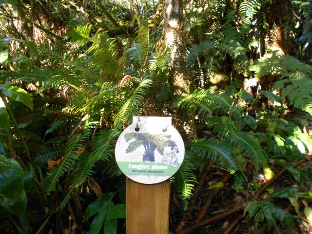 Petits panneaux explicatifs. Le nom d'un côté, l'explication de l'autre