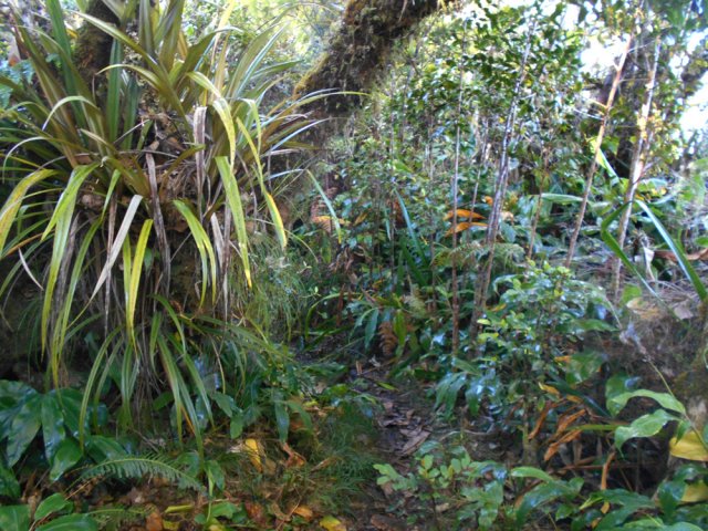Une idée du sentier et de la végétation qui le borde