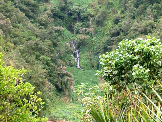 De près, ce sont de vraies cascades qui arrosent le cresson