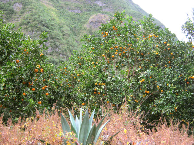 Des arbres fruitiers en plus des cultures en arrivant au village