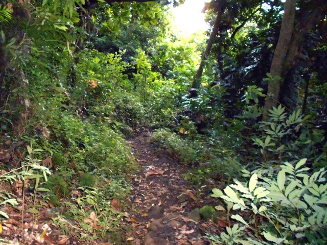 Circuit 2 : Sentier qui descend vers l'Îlet Delbon