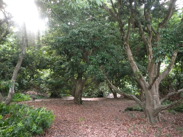 Circuit 2 : D'importants vergers autour de l'Îlet Delbon