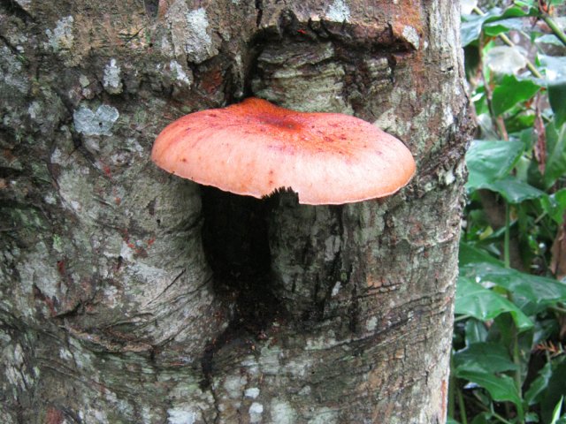 La région humide est propice à la pousse des champignons
