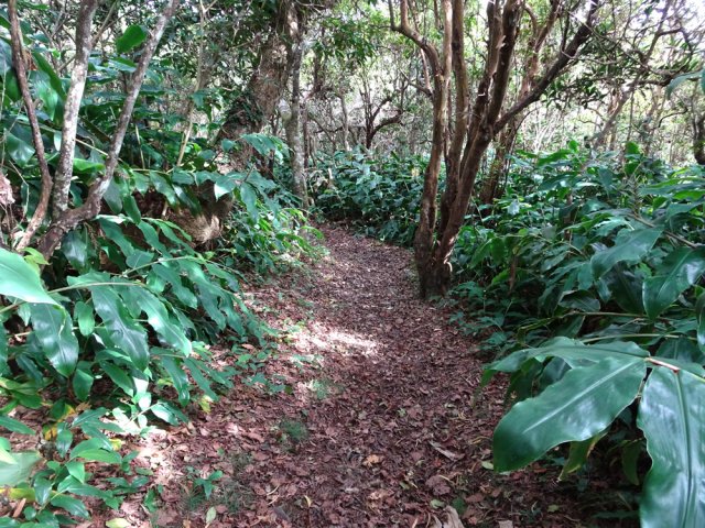 Le sentier Cambour est très souvent assez plat