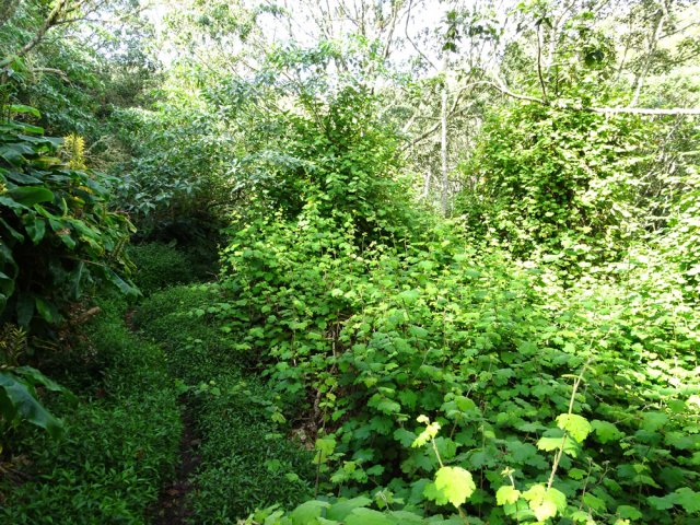 Bringeliers, vigne marronne, jouvences et longoses tentent de dévorer le sentier
