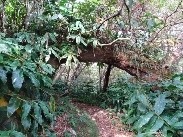 Très nombreuses arches végétales créées par des tamarins couchés au sol