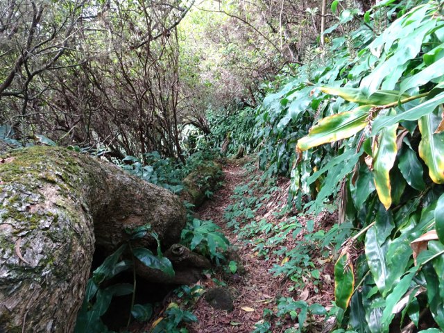 D'autres sont tombés le long du sentier