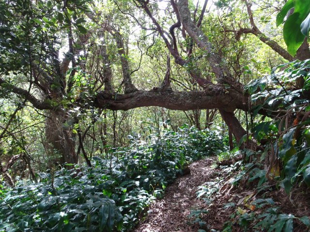 Une autre section du sentier de Cambour