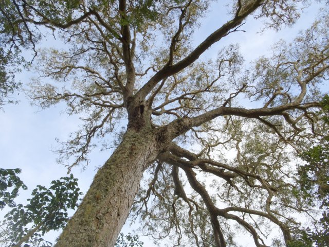S'ils ont de la lumière, certains tamarins peuvent atteindre des tailles impressionnantes
