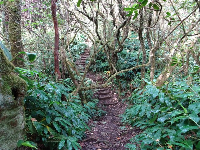 Quelques marches pour faciliter le passage d'une ravine