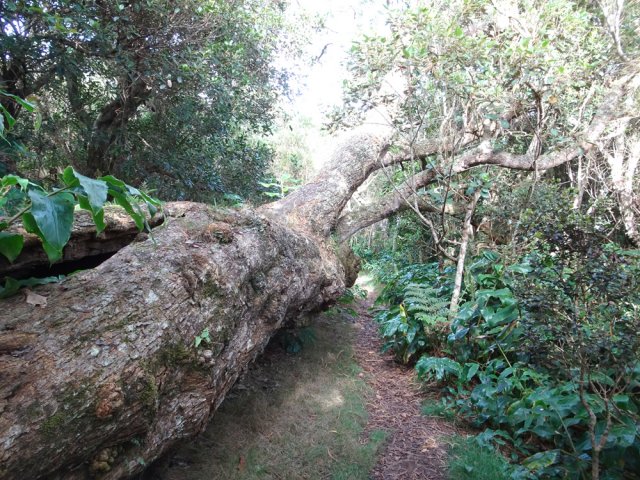 Un énorme spécimen encore en vie, couché sur le bord du sentier