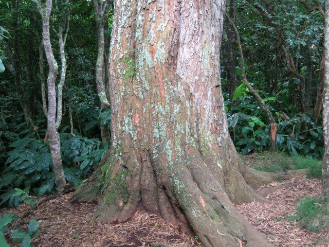Arrêt auprès du Roi des Tamarins