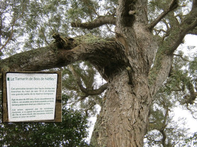 Les branches de l'ancêtre et la plaque explicative
