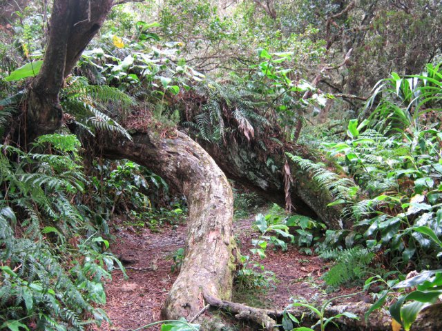 Là, il faudra passer à quatre pattes