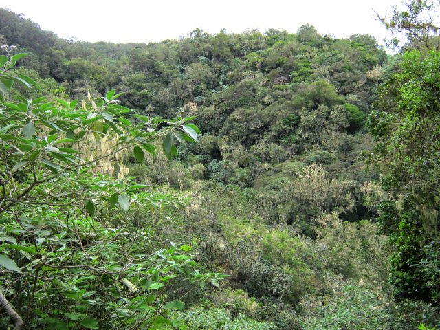 Traversée de la vallée de la Ravine la Plaine