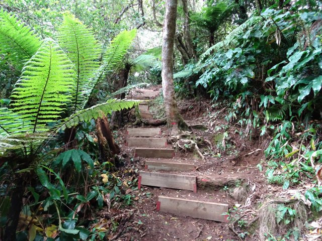 Le sentier de l'Îlet Alcide a été refait à neuf avec escaliers à hautes marches
