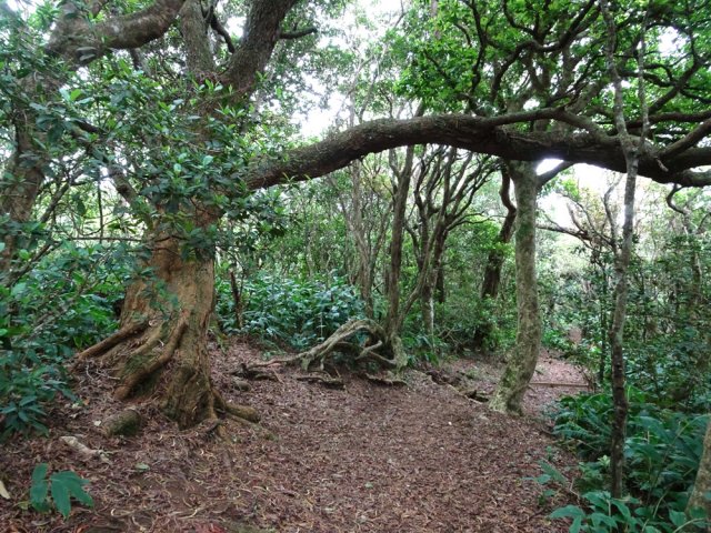 Un beau tamarin en fin de descente