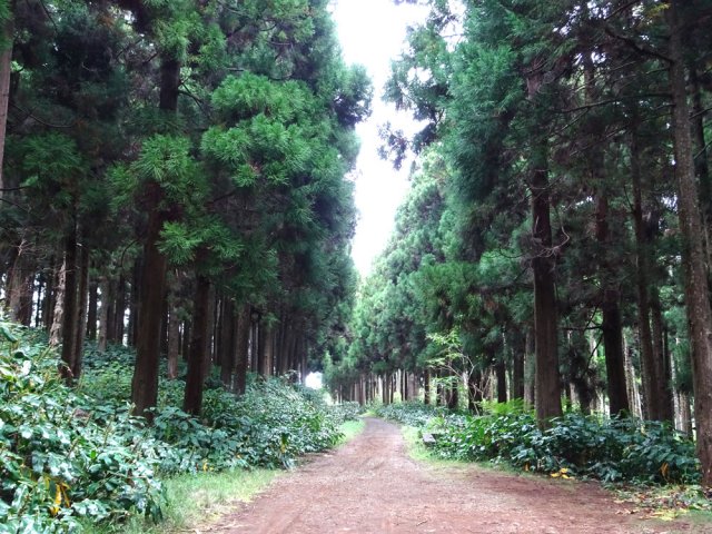 La piste traverse les cryptomerias vers le rond-point