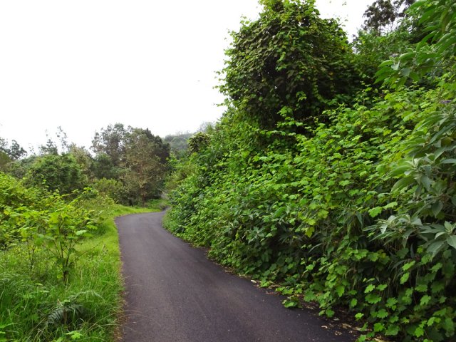 La route forestière des Cryptomerias est de plus en plus abandonnée