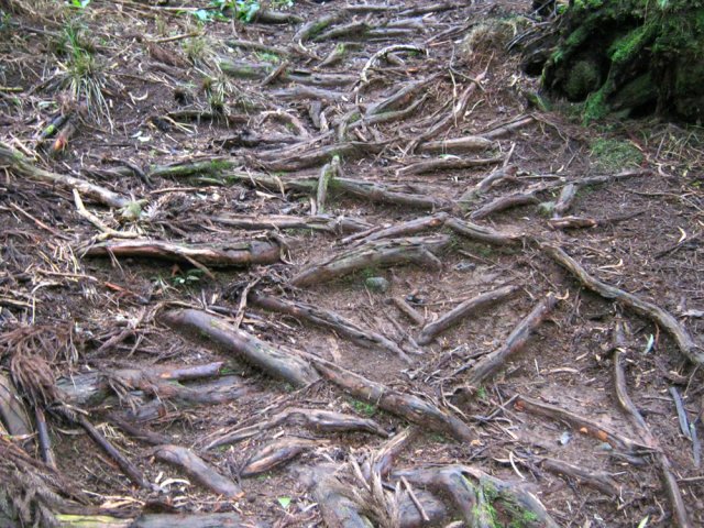 Qui dit cryptomerias, dit racines glissantes