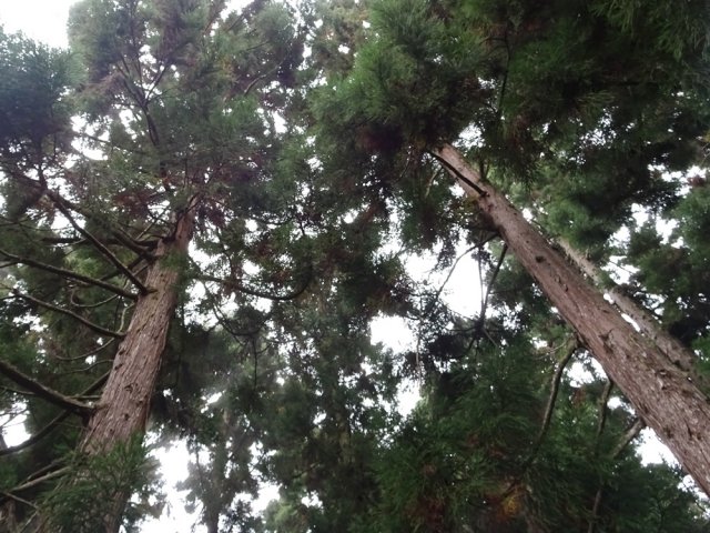 Comme toujours, des troncs rectilignes comme des poteaux