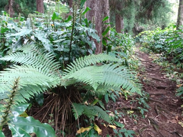 La végétation est essentiellement constituée de longoses en sous-bois